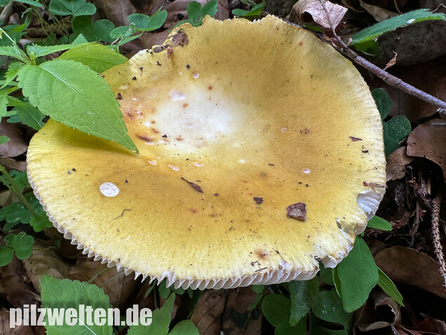 Grüner Speisetäubling, Russula heterophylla