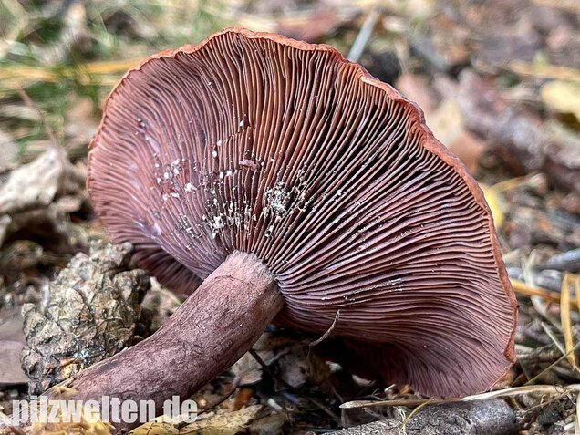 Kampfermilchling, Lactarius camphoratus