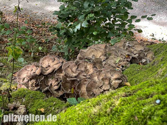 Klapperschwamm, Maitake, Grifola frondosa