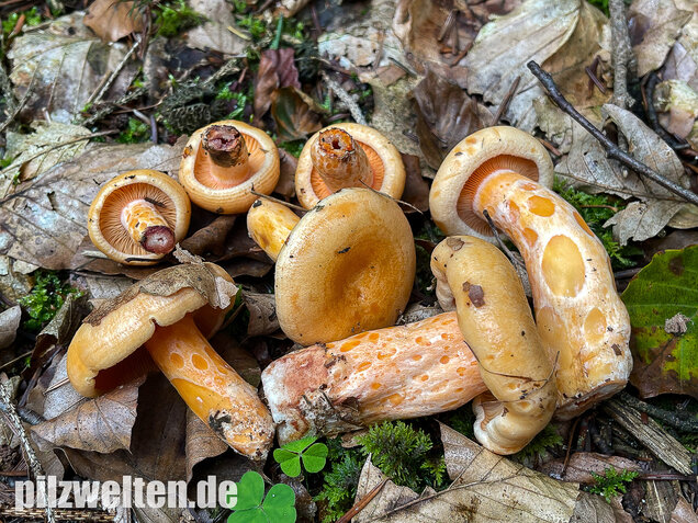 Lachsreizker, Lactarius salmonicolor