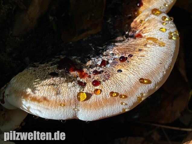 Laubholzharzporling, Ischnoderma resinosum