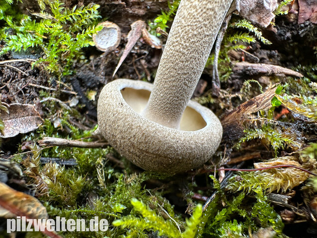 Maiporling, Bewimperter Stielporling, Lentinus substrictus