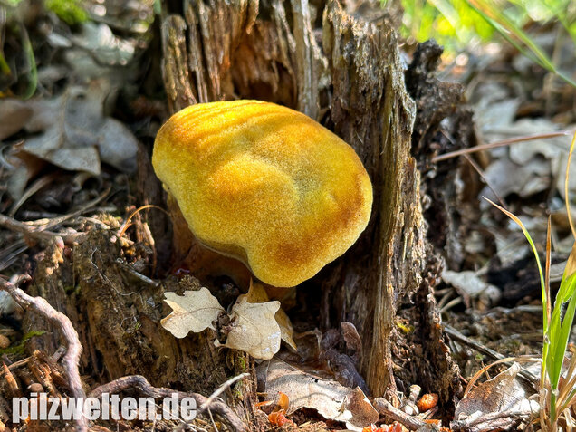 Nadelholzbraunporling, Phaeolus schweinitzii