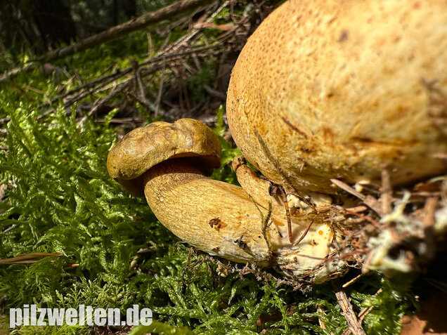 Parasitischer Röhrling, Pseudoboletus parasiticus