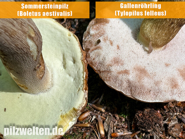 Gallenröhrling, Bitterling, Bitterpilz, Tylopilus felleus