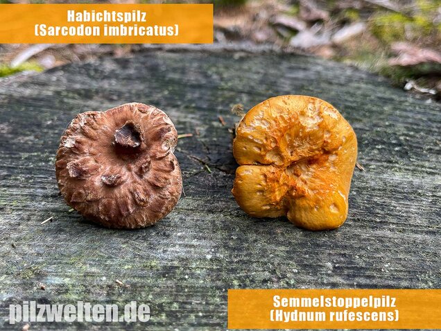 Habichtspilz, Sarcodon imbricatus
