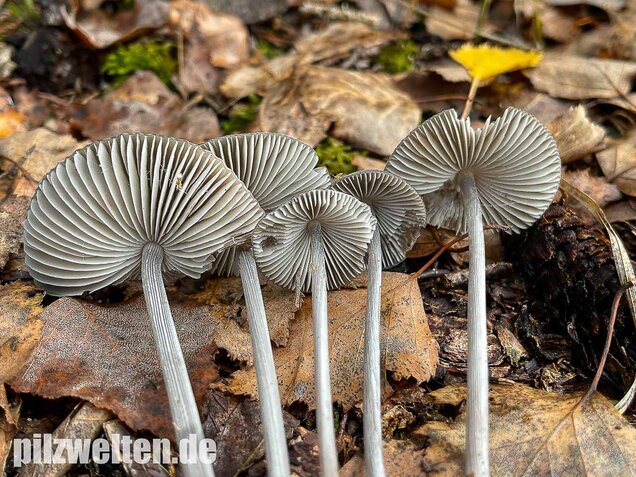 Rillstieliger Helmling, Mycena polygramma