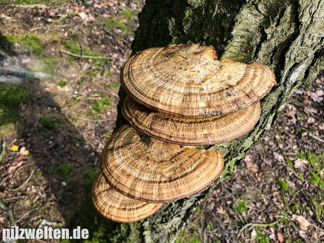 Rötende Tramete, Daedaleopsis confragosa