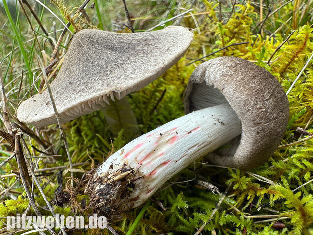Rötender Erdritterling, Tricholoma orirubens