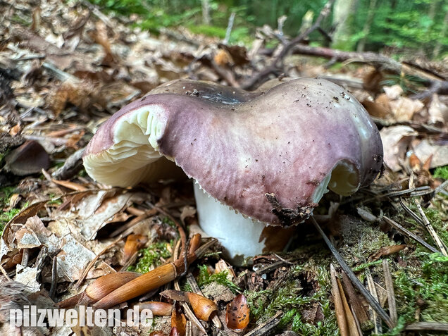 Weißstieliger Ledertäubling, Russula romellii