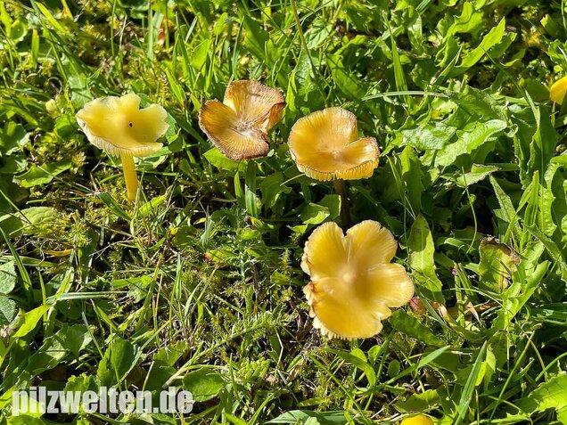 Safrangelber Saftling, Hygrocybe acutoconica