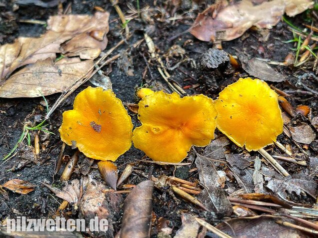 Samtiger Pfifferling, Cantharellus friesii