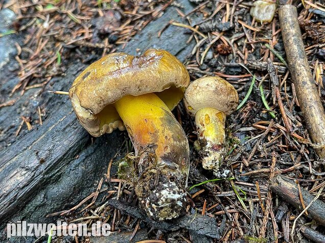 Schwarzblauender Röhrling, Cyanoboletus pulverulentus