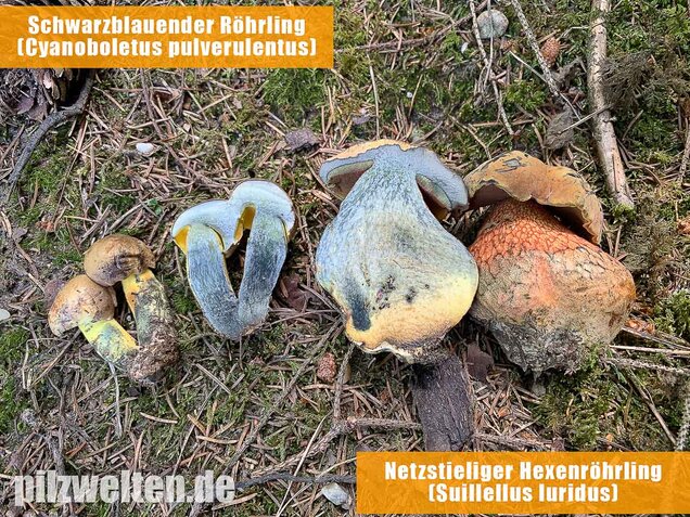Netzstieliger Hexenröhrling, Suillellus luridus