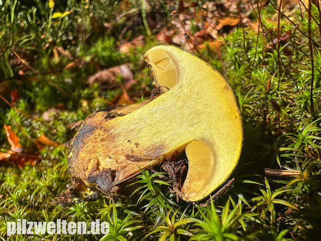 Schwarzgrüner Klumpfuß, Calonarius atrovirens