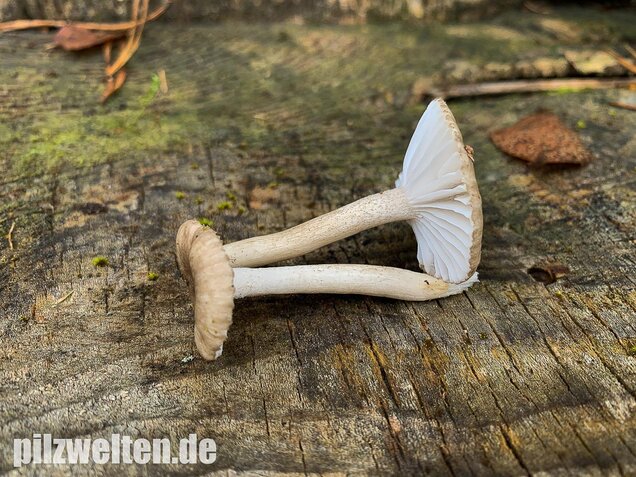 Schwarzpunktierter Schneckling, Hygrophorus pustulatus