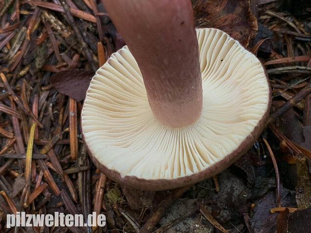 Stachelbeertäubling, Russula queletii