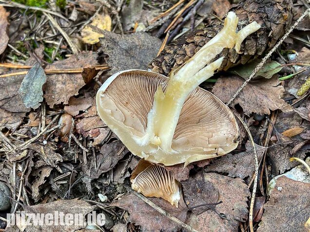 Tonblasser Fälbling, Hebeloma crustuliniforme