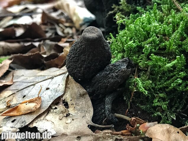 Vielgestaltige Holzkeule, Xylaria polymorpha