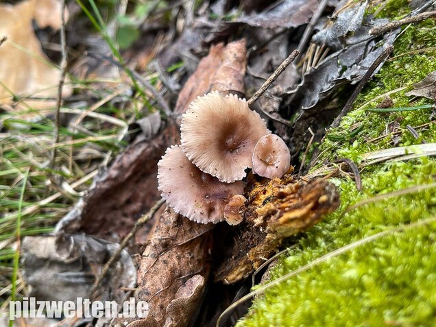 Violettblättriges Tausendblatt, Baeospora myriadophylla