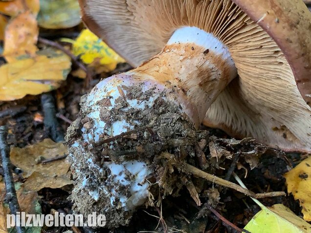 Violettrandiger Schleimkopf, Cortinarius balteatus