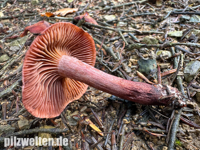 Weinroter Purpur-Schneckling, Hygrophorus capreolarius