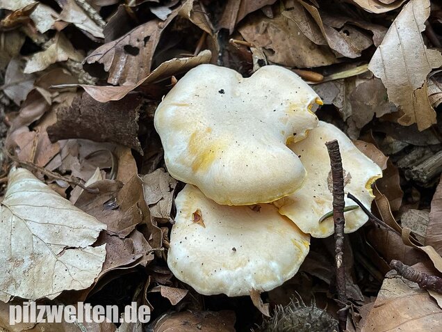 Blasser Pfifferling, Cantharellus pallens