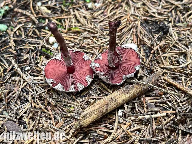 Blutblättriger Zwergschirmling, Melanophyllum haematospermum