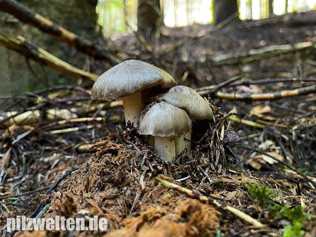 Breitblättriger Holzrübling, Megacollybia platyphylla