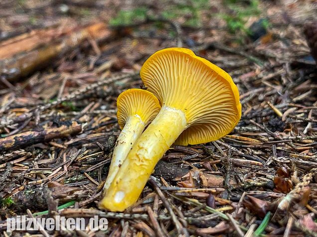 Echter Pfifferling, Cantharellus cibarius