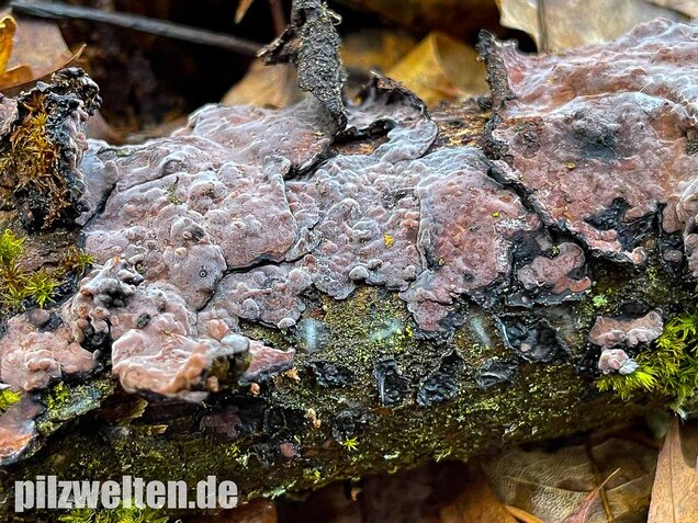 Eichen-Zystidenrindenpilz, Peniophora quercina