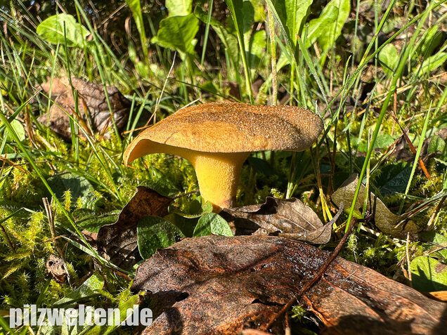 Erlengrübling, Gyrodon lividus