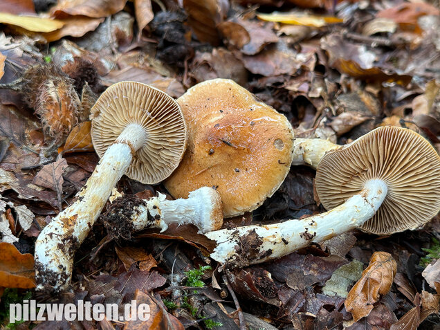 Fuchsigbrauner Schleimkopf, Phlegmacium vulpinum