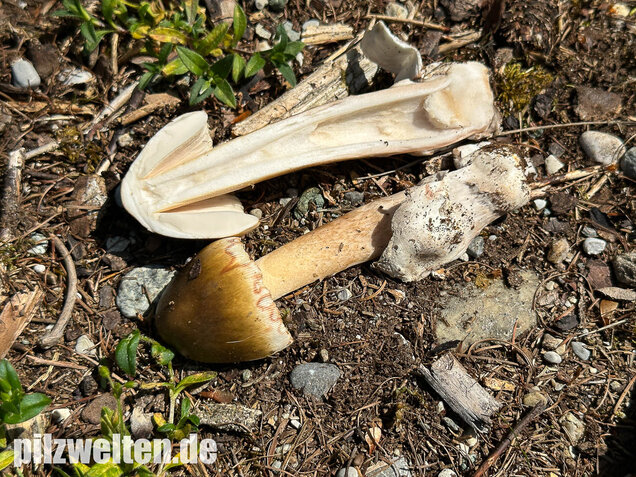 Grauhäutiger Scheidenstreifling, Amanita submembranacea