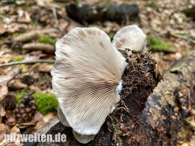 Großes Stummelfüßchen, Crepidotus autochthonus