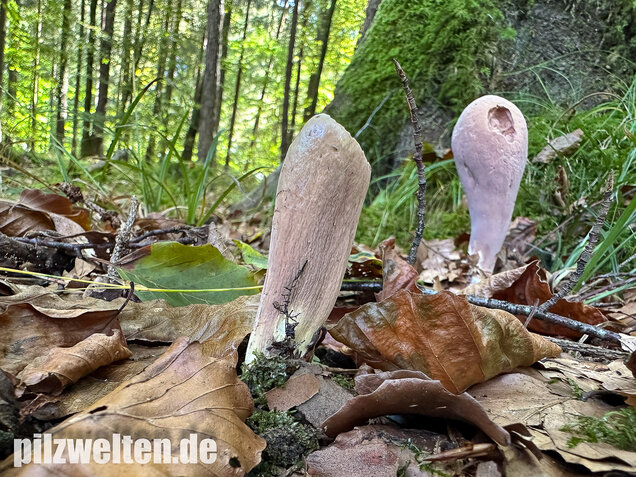 Herkuleskeule, Riesenkeule, Clavariadelphus pistillaris