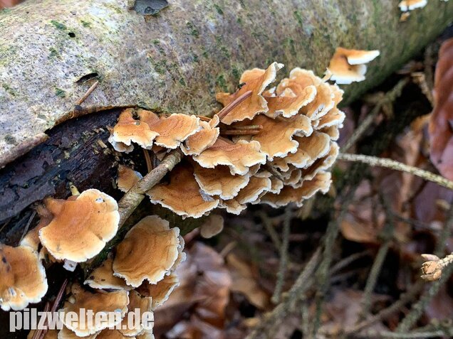 Krauser Adernzähling, Plicatura crispa