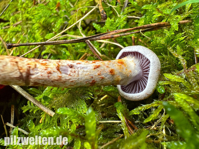 Kupferschuppiger Dickfuß, Cortinarius spilomeus