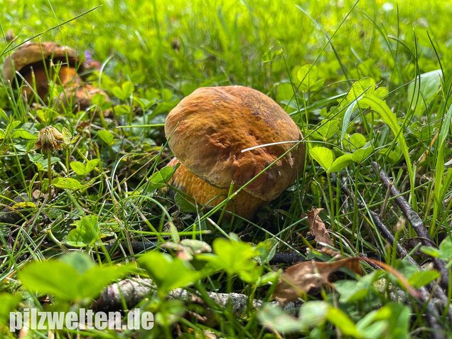 Netzstieliger Hexenröhrling, Suillellus luridus