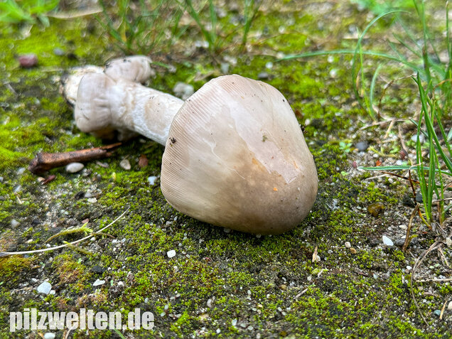 Ockergrauer Scheidenstreifling, Ockergrauer Riesenstreifling, Amanita lividopallescens