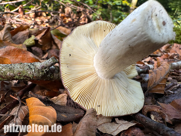 Papageitäubling, Kleiner Frauentäubling, Russula ionochlora