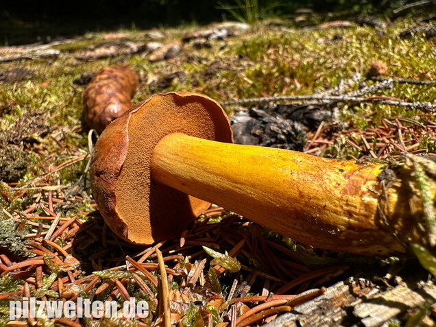 Pfefferröhrling, Chalciporus piperatus