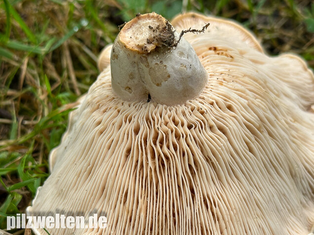 Queraderiger Milchling, Lactarius acerrimus