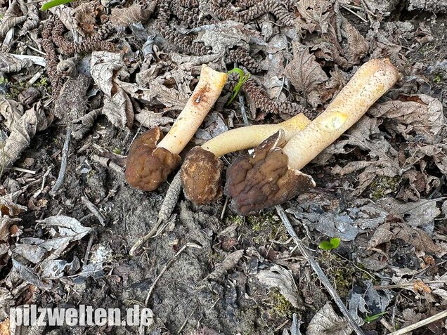 Runzelige Fingerhutverpel, Verpa digitaliformis