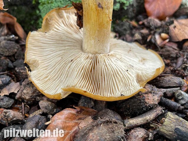 Sägeblättriger Klumpfuß, Cortinarius multiformis