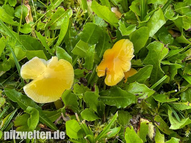 Safrangelber Saftling, Hygrocybe acutoconica