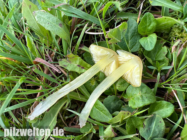 Safrangelber Saftling, Hygrocybe acutoconica