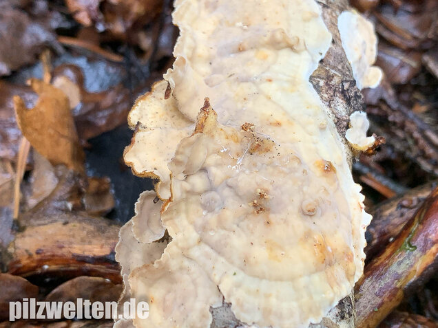 Striegeliger Schichtpilz, Stereum hirsutum