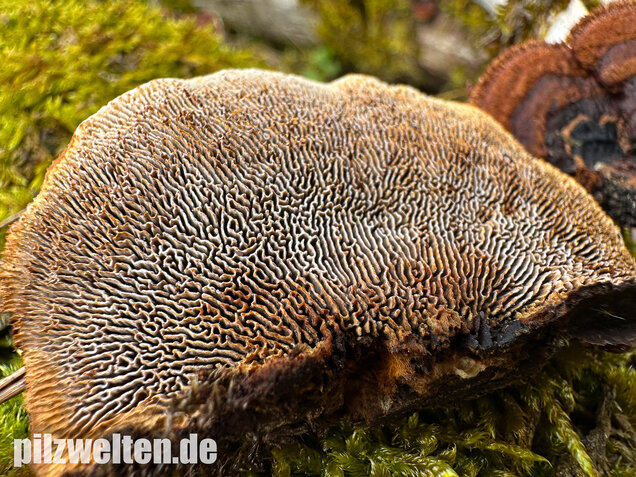 Tannenblättling, Gloeophyllum abietinum