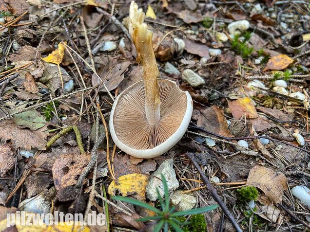 Tonblasser Fälbling, Hebeloma crustuliniforme